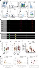 CD4 Antibody in Flow Cytometry (Flow)