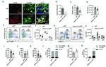 CD127 Antibody in Flow Cytometry (Flow)