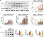 HSP70 Antibody in Neutralization (Neu)