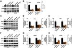 Phospho-ERK1/ERK2 (Thr185, Tyr187) Antibody in Western Blot (WB)