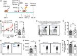 CD279 (PD-1) Antibody in Flow Cytometry (Flow)