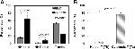 CD3 Antibody in Flow Cytometry (Flow)