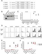 6x-His Tag Antibody in Western Blot (WB)