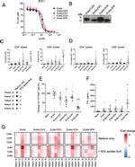 6x-His Tag Antibody in Western Blot (WB)