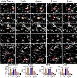 CD137 (4-1BB) Antibody in Flow Cytometry (Flow)