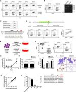 CD33 Antibody in Flow Cytometry (Flow)