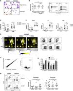 CD33 Antibody in Flow Cytometry (Flow)