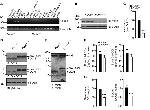 Furin Antibody in Western Blot (WB)