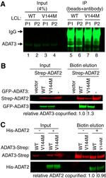 6x-His Tag Antibody in Western Blot (WB)