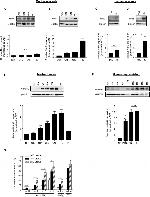 GAPDH Antibody in Western Blot (WB)