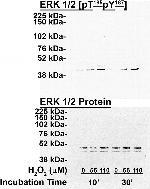 ERK1/ERK2 Antibody in Western Blot (WB)