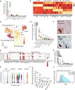 FceR1 alpha Antibody in Flow Cytometry (Flow)