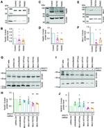 Actin Antibody in Western Blot (WB)