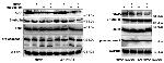 beta Tubulin Loading Control Antibody in Western Blot (WB)