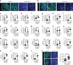 IL-13 Antibody in Flow Cytometry (Flow)