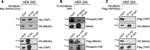 6x-His Tag Antibody in Western Blot (WB)