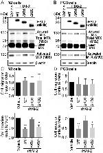 6x-His Tag Antibody in Western Blot (WB)