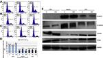 Vinculin Antibody in Western Blot (WB)