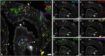 CD3 Antibody in Immunocytochemistry (ICC/IF)