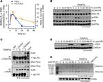 Ku80 Antibody in Western Blot, Immunoprecipitation (WB, IP)