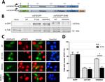 alpha Tubulin Antibody in Western Blot (WB)