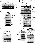 Phospho-FAK (Tyr397) Antibody in Western Blot (WB)