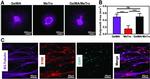 beta Tubulin Antibody in Immunocytochemistry, Immunohistochemistry (ICC/IF, IHC)