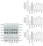 Phospho-PI3K p85/p55 (Tyr458, Tyr199) Antibody in Western Blot (WB)