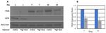 PAX6 Antibody in Western Blot (WB)