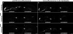 Tau Antibody in Immunocytochemistry, Immunohistochemistry (ICC/IF, IHC)