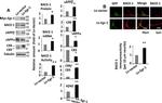 beta Amyloid Antibody in Western Blot (WB)