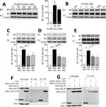 ITGB1 Antibody in Western Blot (WB)