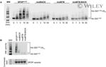 6x-His Tag Antibody in Western Blot (WB)