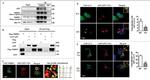 beta Amyloid Antibody in Immunocytochemistry (ICC/IF)