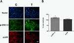 Phospho-ERK1/ERK2 (Thr185, Tyr187) Antibody in Immunocytochemistry (ICC/IF)