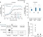 Vinculin Antibody in Western Blot (WB)