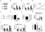 VCP Antibody in Western Blot (WB)