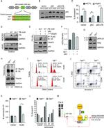 CD34 Antibody in Flow Cytometry (Flow)