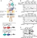 TRAC Antibody in Immunoprecipitation (IP)