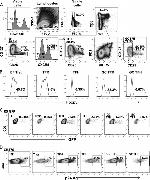 CD3 Antibody in Flow Cytometry (Flow)