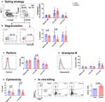 CD3 Antibody in Flow Cytometry (Flow)