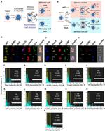 IRF4 Antibody in Flow Cytometry (Flow)