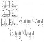 CD8a Antibody in Flow Cytometry (Flow)