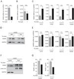 Lamin A/C Antibody in Western Blot (WB)