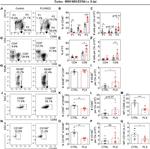 CD69 Antibody in Flow Cytometry (Flow)