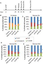 BrdU Antibody in Flow Cytometry (Flow)