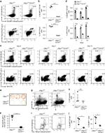 IRF4 Antibody in Flow Cytometry (Flow)