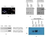 STAT5 beta Antibody in Immunocytochemistry (ICC/IF)