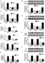 Furin Antibody