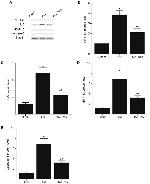 IL-6 Antibody in Western Blot (WB)